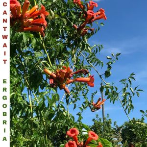 Ergo Bria Cant Wait Cover 800