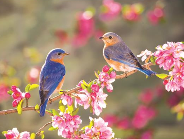 cherry blossom birds
